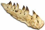 Fossil Mosasaur (Thalassotitan) Jaw Section with Teeth - Morocco #372634-4